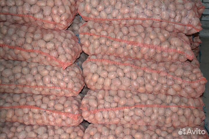 Семенной картофель Ред Скарлет