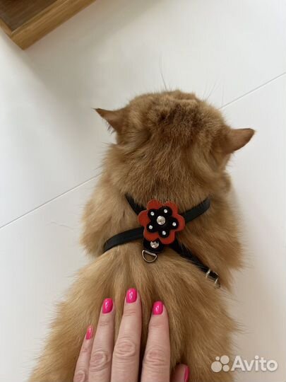 Поводок и шлейка, разные, на маленькую собачку