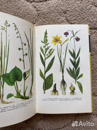 Полезные растения Центральной Сибири