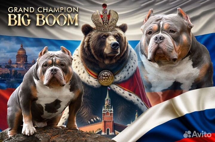 Американский булли девочка топ