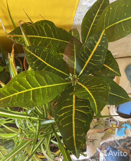 Кротоны, Драцена, Хамедорея на обмен или продажу