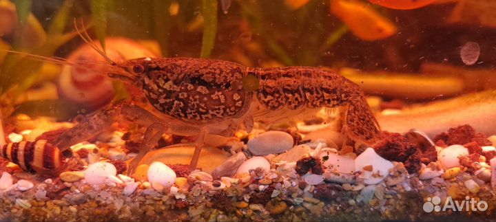 Аквариумные раки