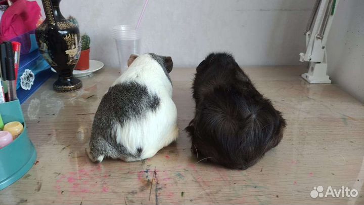 Морские свинки