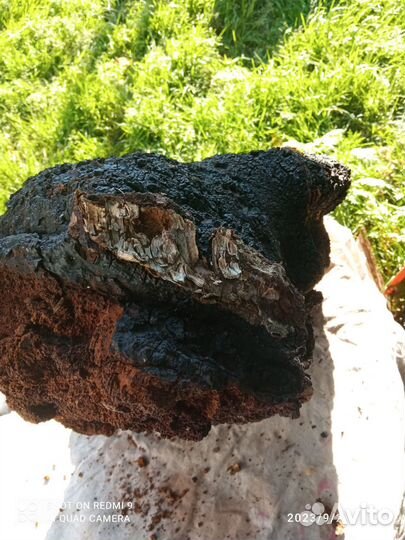 Чага березовая