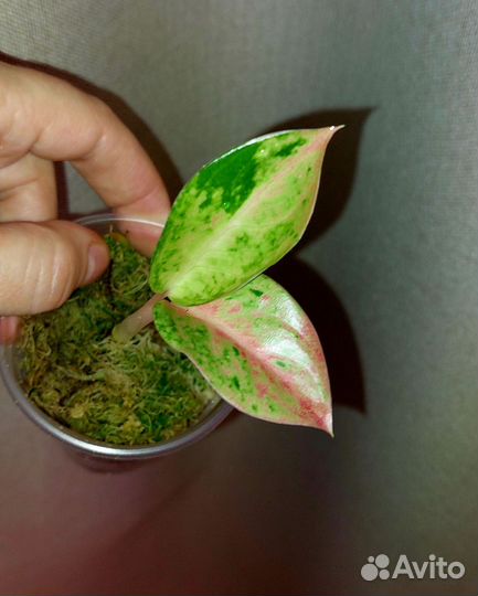 Аглаонема pink emerald детки