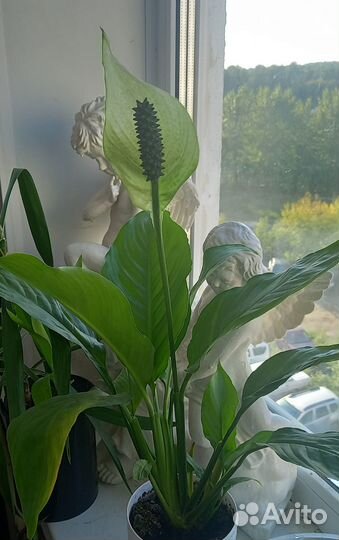 Цветок женское счастье,спатифилум