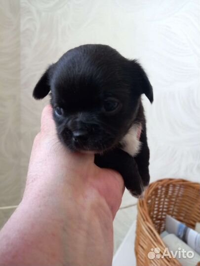 Щенки чихуахуа