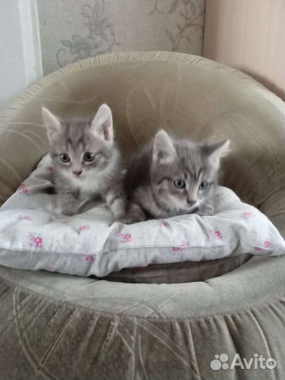 Кошечка в добрые руки