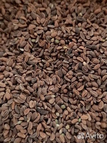 Семена фацелии / фацелия / медонос /1 кг и 3 кг