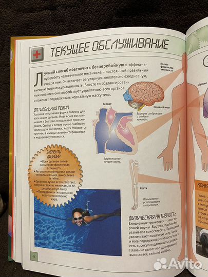 Тело человека