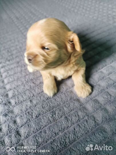 Собаки щенки