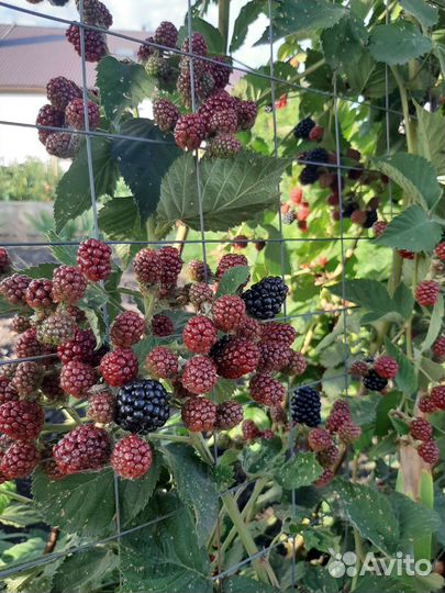 Саженцы ежевики