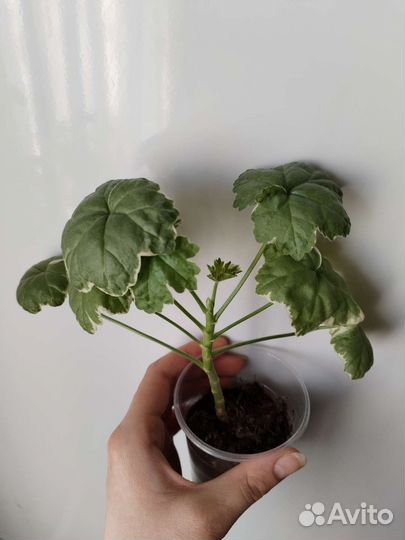 Пеларгония герань