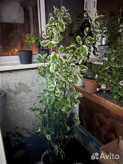 Цветок педилантус комнатный укорененные черенки