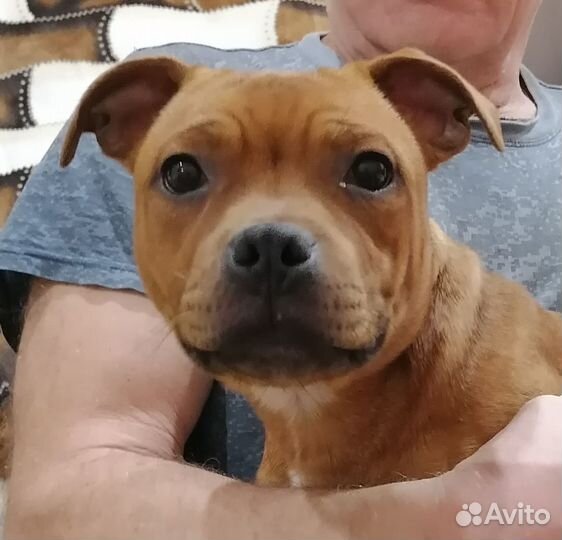 Щенок стаффордширского бультерьера