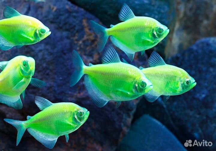 Тернеция GloFish Зеленая «Electric Green»