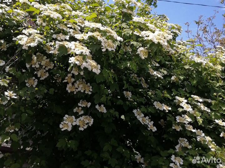 Калина