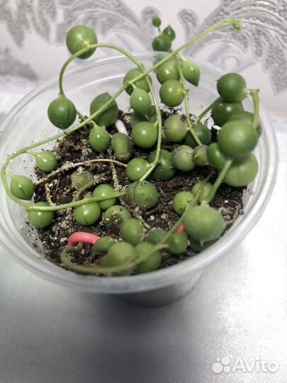 Крестовник Роули Геррейна Красула и Алоэ Вера