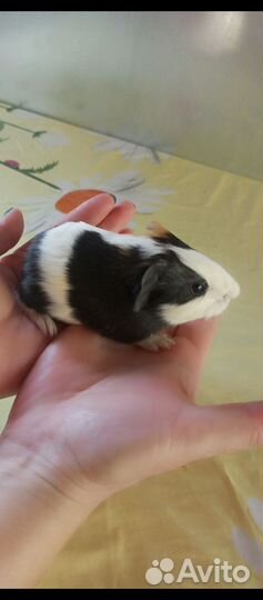 Морская свинка