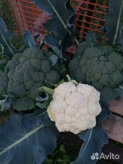 Капуста брокколи