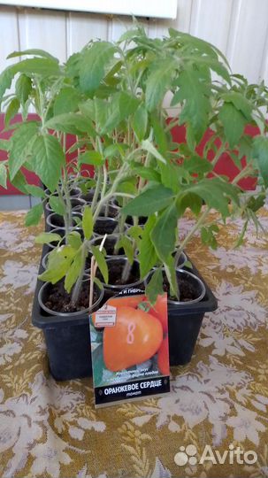 Рассада томатов