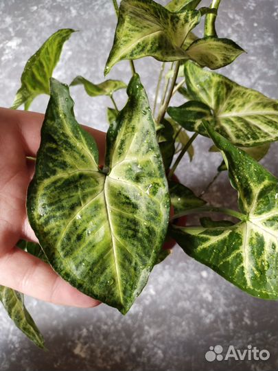 Комнатные цветы