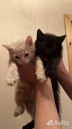 Прекрасные котята