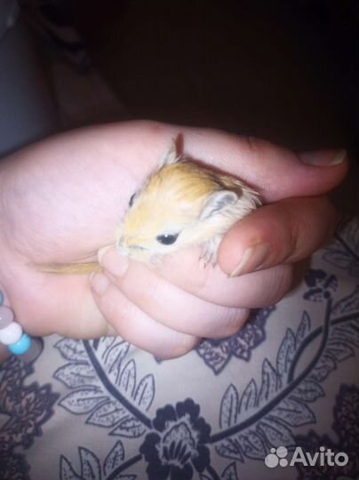 Песчанка