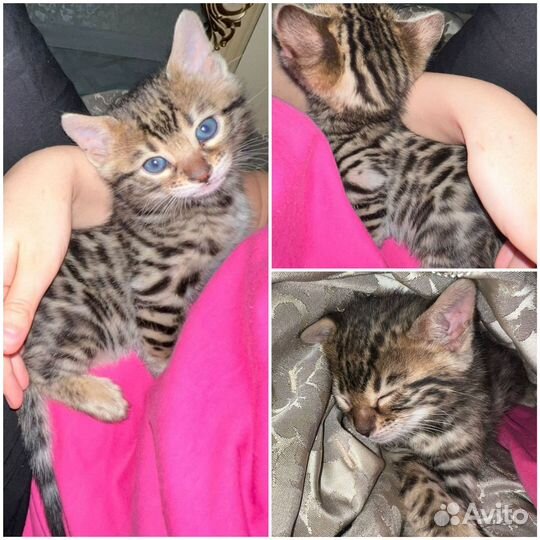 Бенгальские котенок