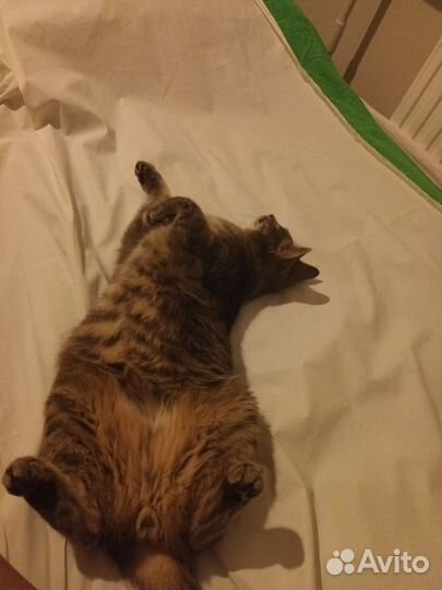 Отдам в добрые руки