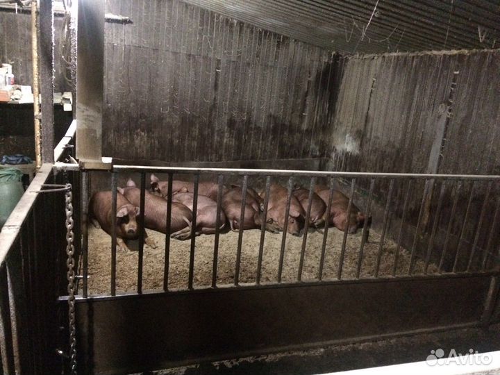 Поросята Дюрок + пьетрен