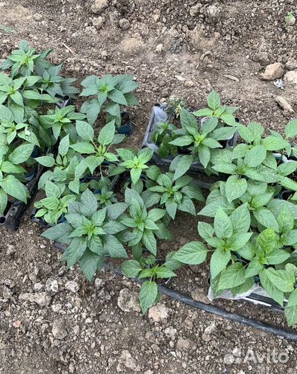 Рассада овощей и цветов