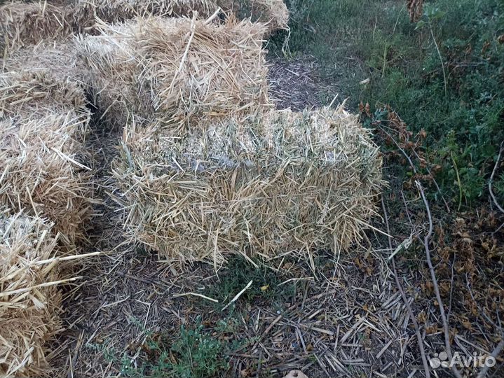 Сено суданка