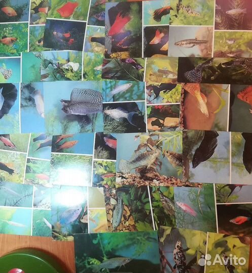 Открытки и справочники для аквариумистов
