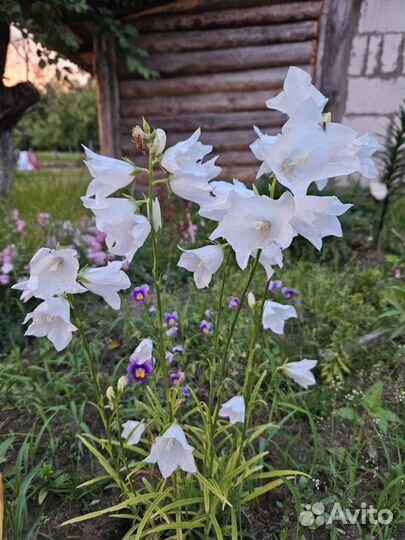 Белый колокольчик