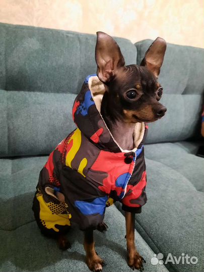 Мини той-терьер вязка