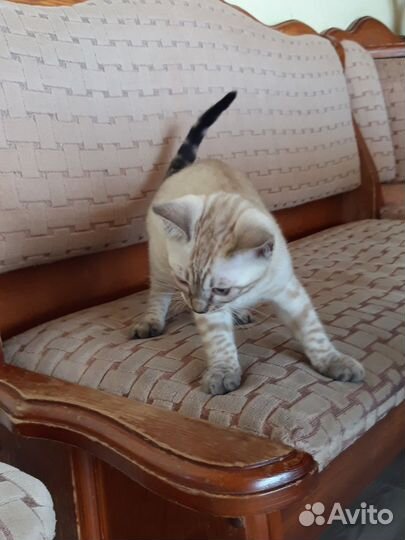 Котенок