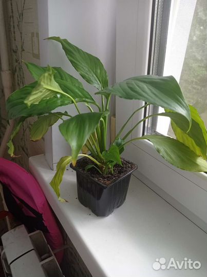 Спатифиллум