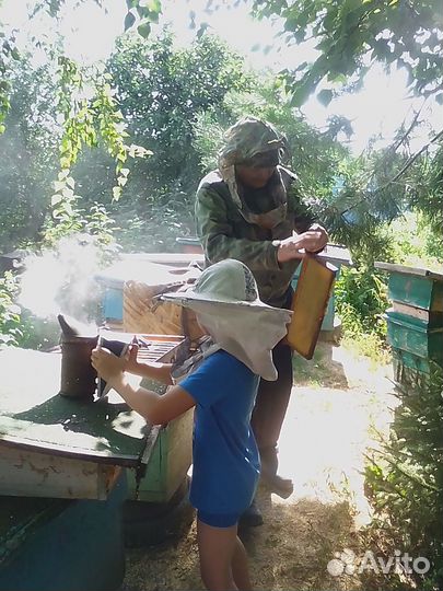 Пчелы с ульями