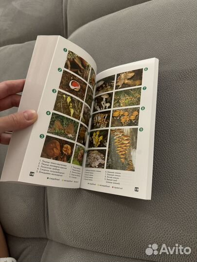 Михаил вишневский грибы новая книга