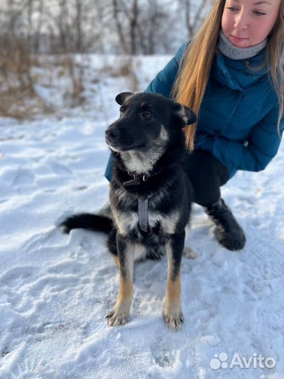 Собака из приюта