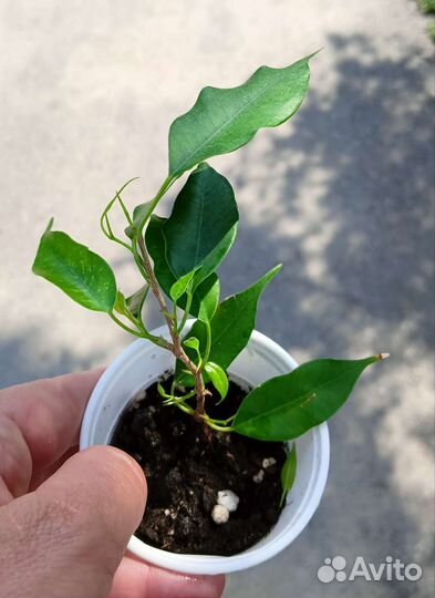 Фикусы разные