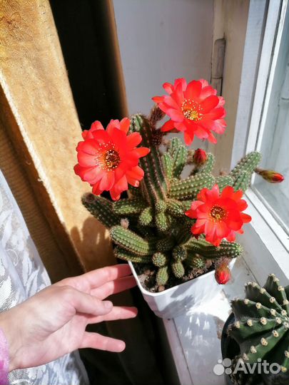 Кактус Хамецереус Сильвестри