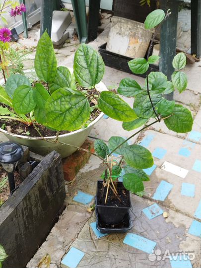 Клеродендрум госпожи Томпсон