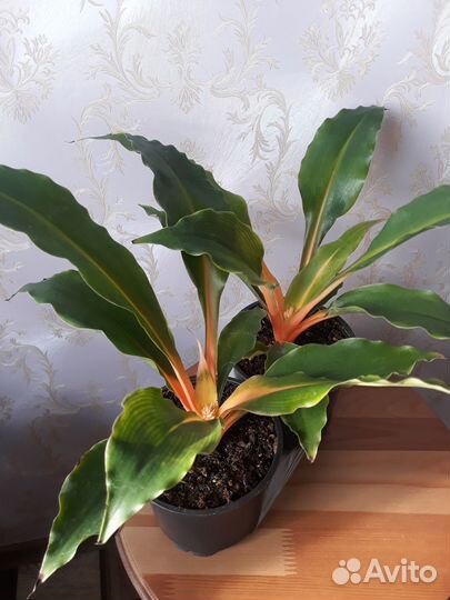 Фикусы разные, Хлорофитум оранж, Юкка, Драцена