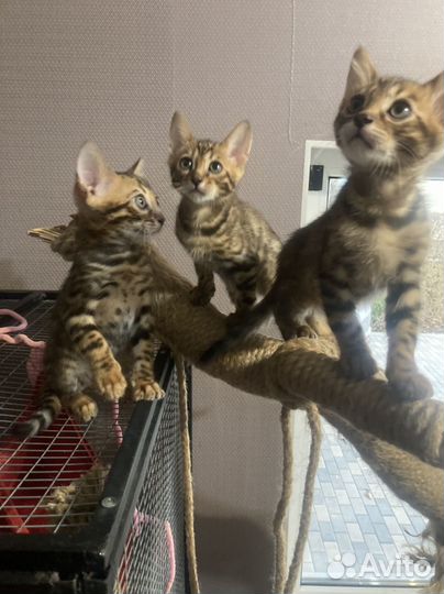 Бенгальские котята