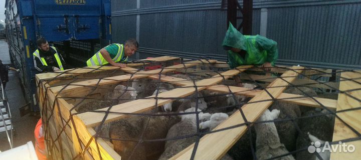 Племенные козы и овцы оптом из Европы