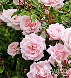 Роза плетистая New Dawn