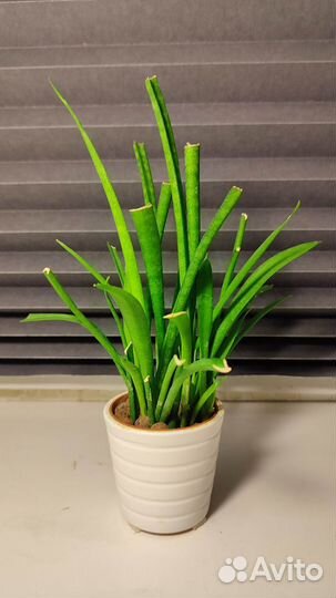 Цветок в оригиналном горшке