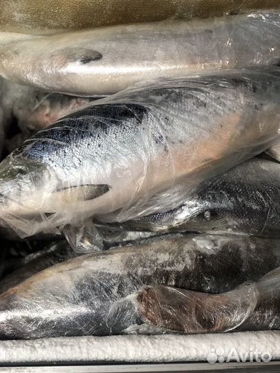 Семга свежемороженая